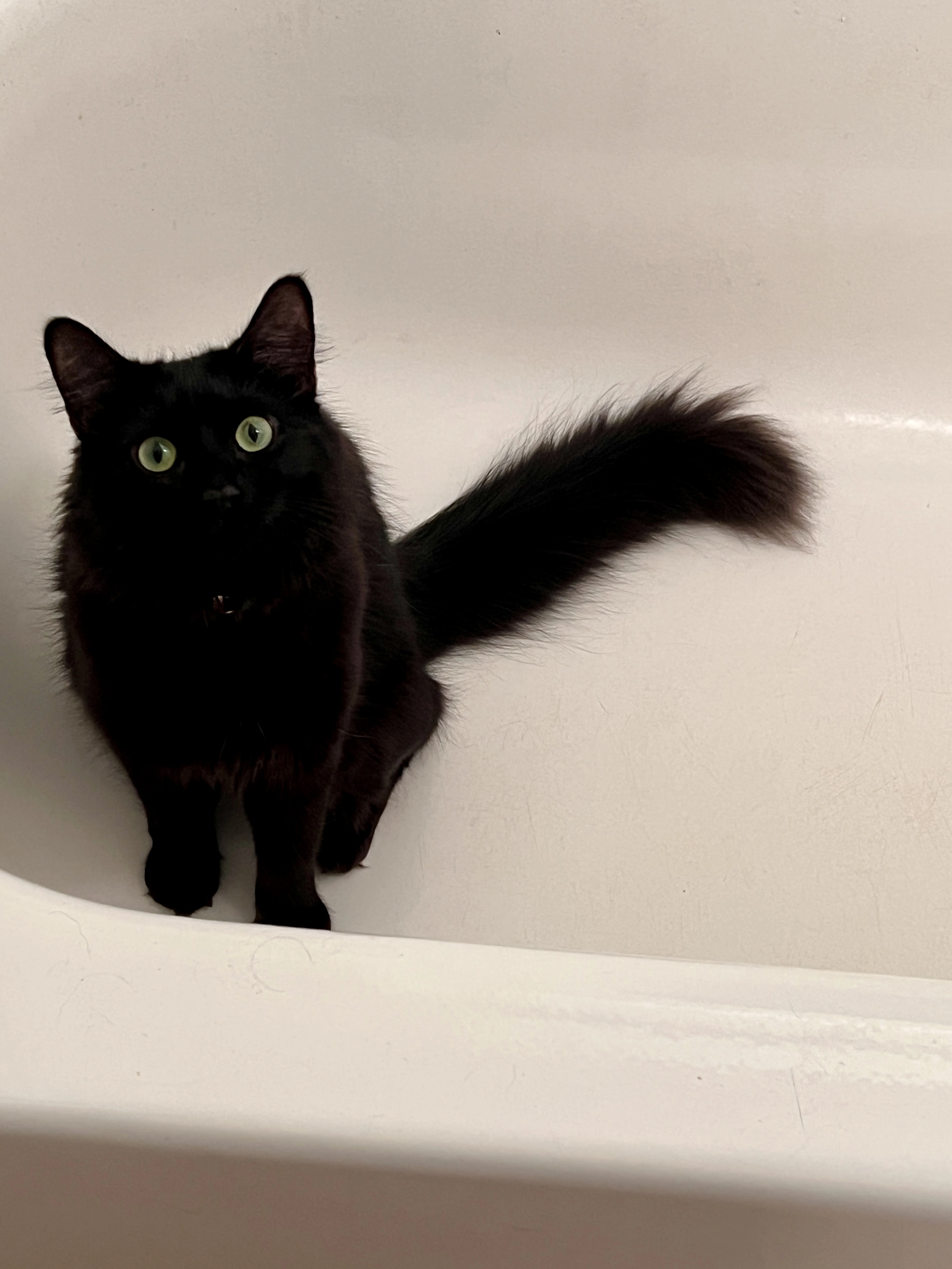 A majestic black cat sitting in a white bathtub, looking directly at the camera with bright green eyes.